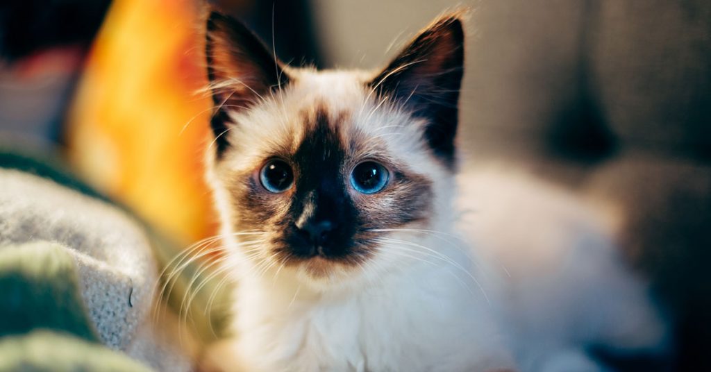gatos