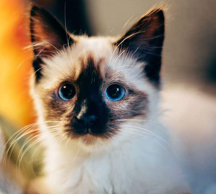 gatos
