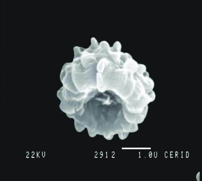 bolor