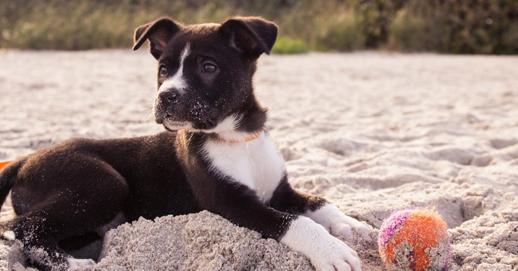 cão