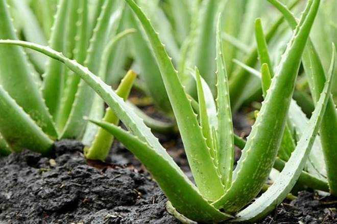 plantas para banheiro