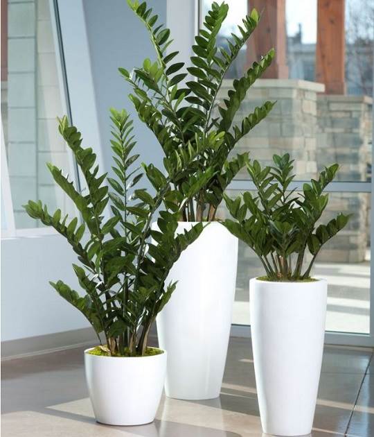 plantas para banheiro