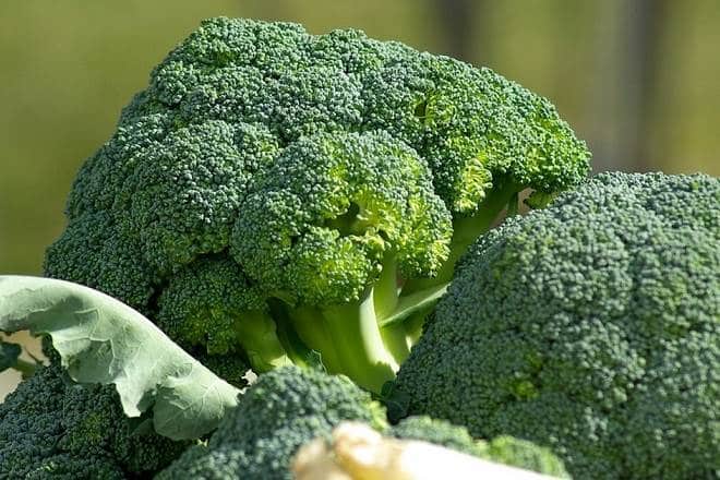 verduras ricas em cálcio