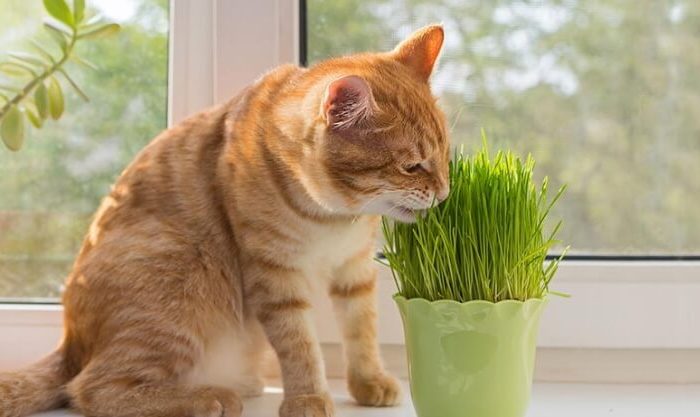 Erva para gatos