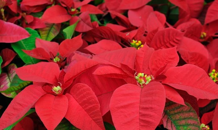 Poinsétia, flor típica do Natal
