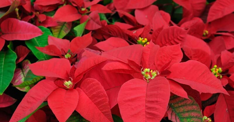 Poinsétia, flor típica do Natal