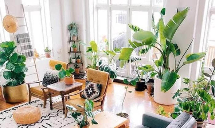 casa decorada com plantas