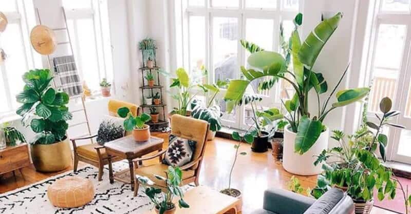 casa decorada com plantas