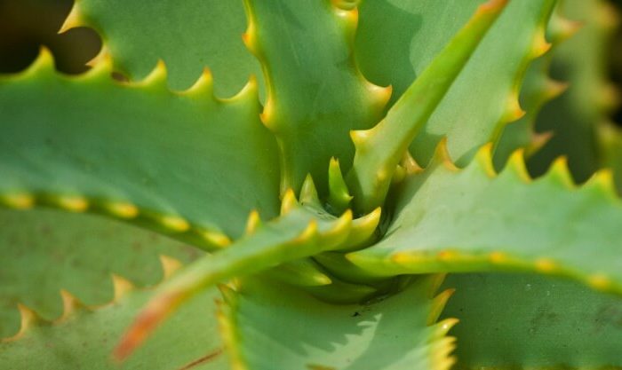 Planta Aloé Vera