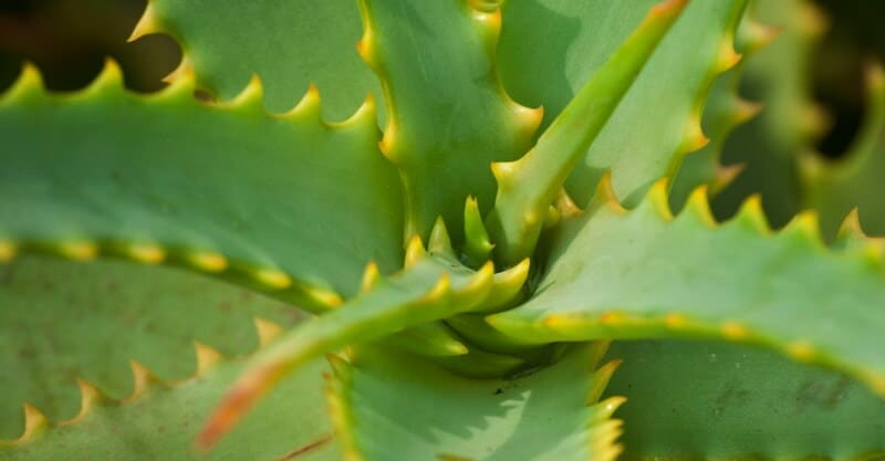 Planta Aloé Vera