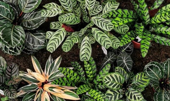 Marantas, plantas que sobrevivem ao escuro