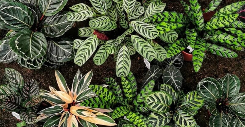 Marantas, plantas que sobrevivem ao escuro