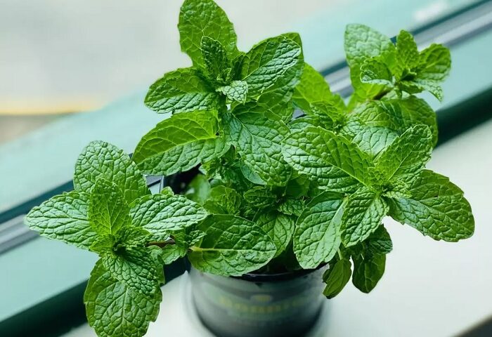 menta para atrair dinheiro