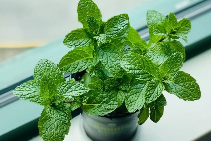 menta para atrair dinheiro