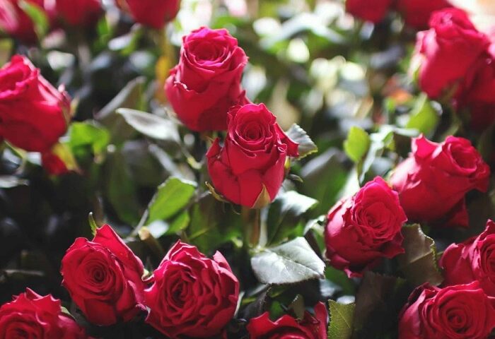 plantas que atraem o amor