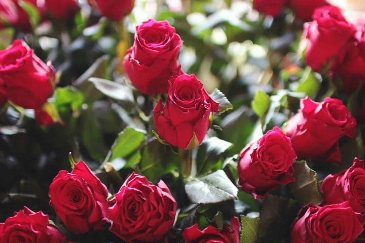 plantas que atraem o amor