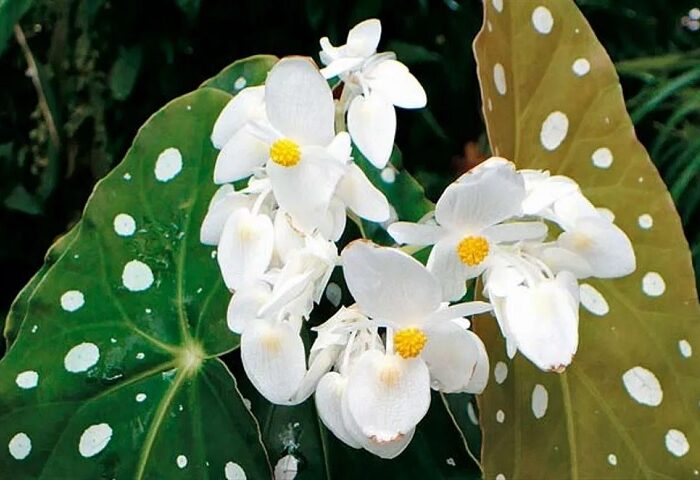 plantas faceis de cuidar para quem mora sozinha
