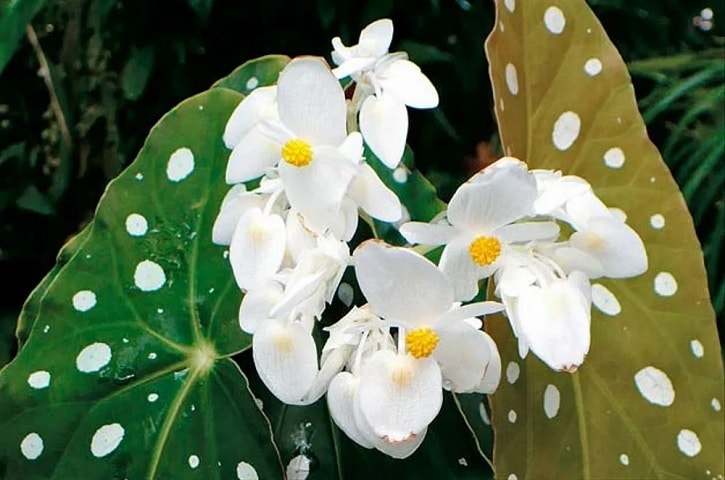 plantas faceis de cuidar para quem mora sozinha