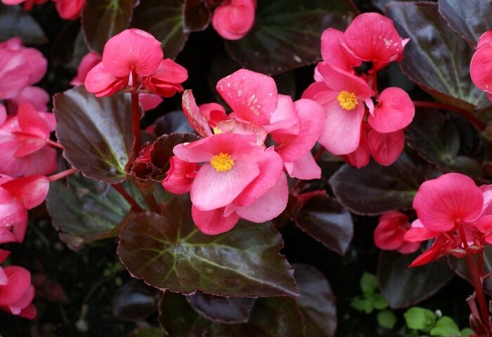 especies de plantas