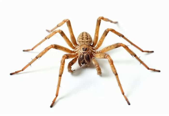 evitar aranhas em casa